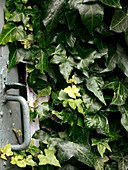 Ivy-covered door