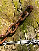 Rusted chain and barbed wire