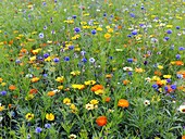 Meadow flowers,UK