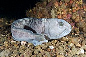 Atlantic wolffish