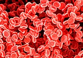 Red blood cells,SEM