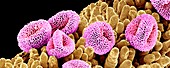 Geranium pollen,SEM
