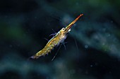 Shrimp (Mysis sp)