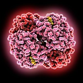Haemoglobin,molecular model