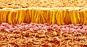 Trachea lining,SEM