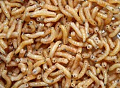 Maggot waste digestion food production