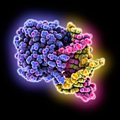 DNA repair protein AlkB with DNA