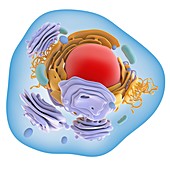 Animal cell organelles,artwork