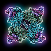 Enzyme catalysing DNA recombination