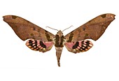Adhemarius gannascus moth