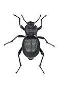 Darkling beetle