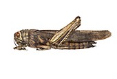 Egyptian locust