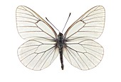 Black-veined white butterfly
