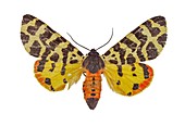 Atlantarctia tigrina moth