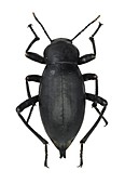 Darkling beetle