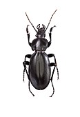 Ground beetle