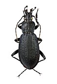 Ground beetle