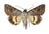Catocala mariana moth