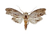 Greater wax moth