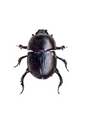 Dung beetle