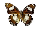 Danaid eggfly butterfly