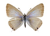 Lang's short-tailed blue butterfly
