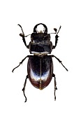 Stag beetle