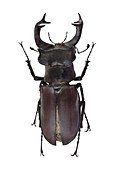 Stag beetle