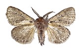 Lymantria atlantica moth