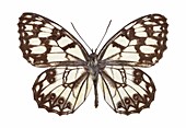 Spanish marbled white butterfly
