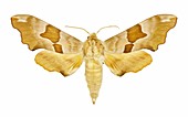 Lime hawk moth