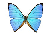 Aega morpho butterfly