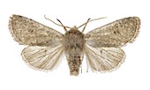 Small Quaker moth