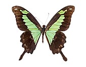 Apple-green swallowtail butterfly