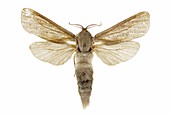 Reed leopard moth