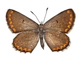 Southern brown argus butterfly