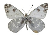 Bath white butterfly