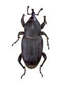 Weevil