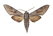 Southern pine hawk moth