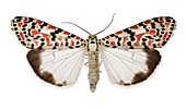 Crimson-speckled flunkey moth