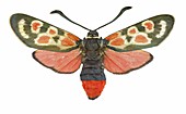 Provence burnet moth