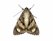 Moth underside