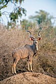 Greater kudu,Zimbabwe