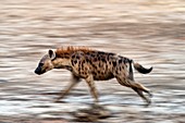 Spotted hyena running