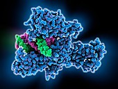 Type II topoisomerase bound to DNA