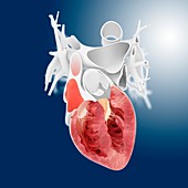 Heart ventricle anatomy,artwork