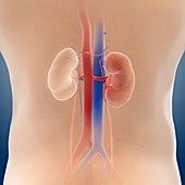 Single-kidney anatomy,artwork