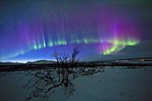 Aurora Borealis,Lapland,Sweden