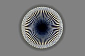 Fossil diatom,light micrograph