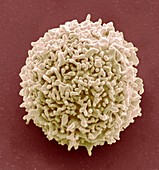 Lymphocyte white blood cell,SEM